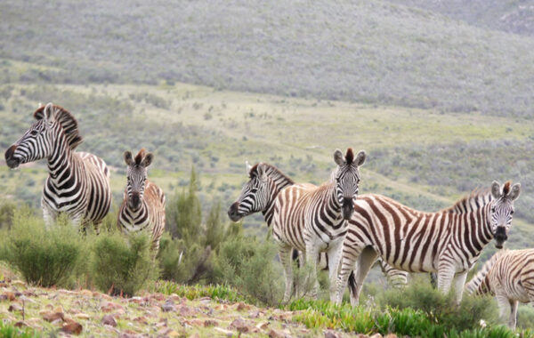 Grey Rhebok Trail (White; Situated in Plains Game Area)