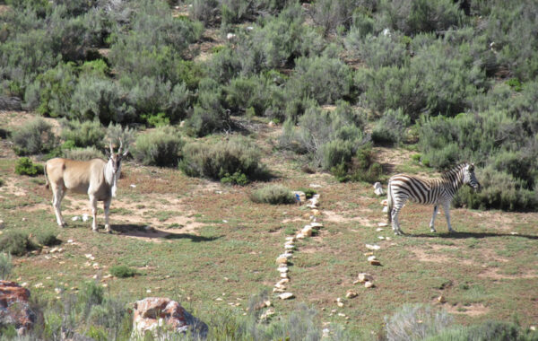 Buffalo Gorge Trail (Blue; Situated in Plains Game area)